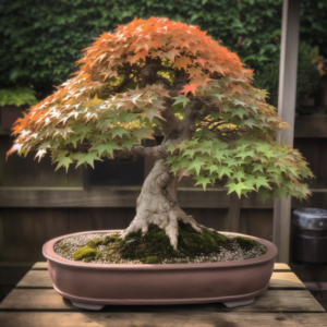 maple tree bonsai